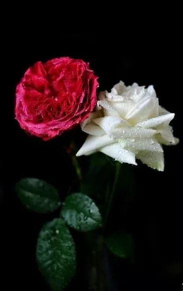 红玫瑰白玫瑰在线观看,情感纠葛的悲喜人生